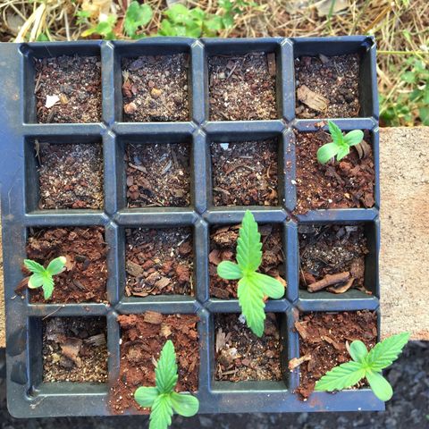 Derradeira growlog photo: Altura e aspecto das folhas