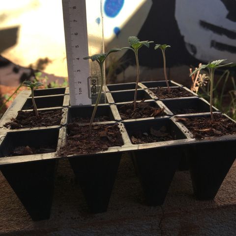 Derradeira growlog photo: Altura e aspecto das folhas