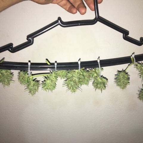 Derradeira growlog photo: Rendeu 13 buds, um deles cortei no meio sem querer