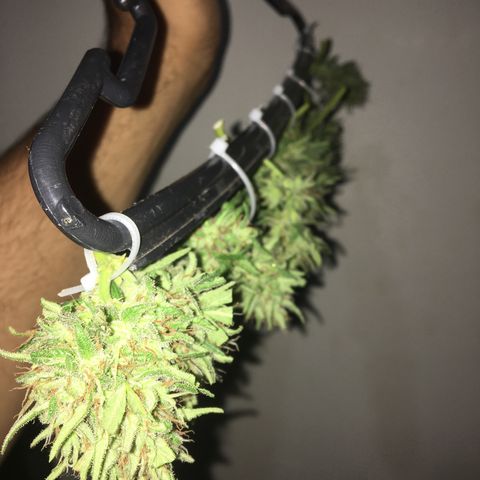Derradeira growlog photo: Rendeu 13 buds, um deles cortei no meio sem querer