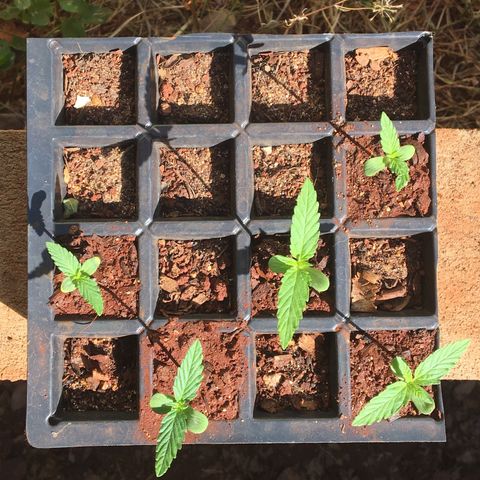 C2 growlog photo: Desenvolvimento do segundo nó. B1 continua sendo a mais escura, C2 a maior e D1 começa exalar cheiro de mato. As mais novas estão com pequenos pontos brancos.