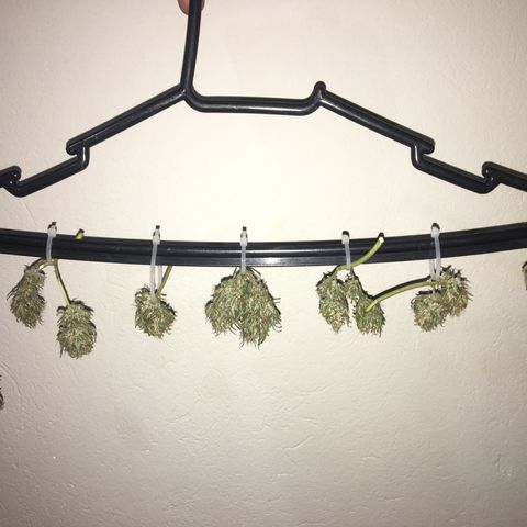Derradeira growlog photo: O cheiro reduziu drasticamente de ontem pra hoje. Estão desidratando bem, estão em um quarto escuro com ventilador indireto 24h, ua vez por dia dou uma olhada e limpo eventuais pelos que pousam