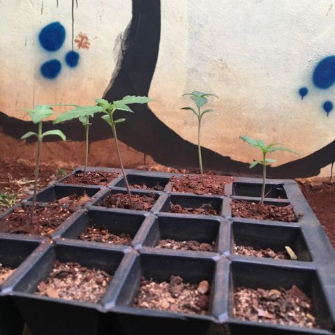 C2 growlog photo: Inicio do desenvolvimento do terceiro nó, B1 continua sendo a mais escura e apresenta cheiro mais forte dentre as Seeglings
