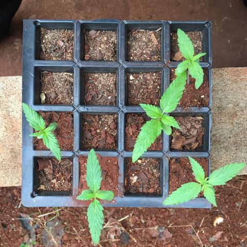 C2 growlog photo: Inicio do desenvolvimento do terceiro nó, B1 continua sendo a mais escura e apresenta cheiro mais forte dentre as Seeglings