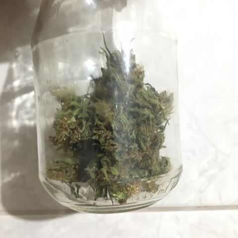 Derradeira growlog photo: Deu 5,5g fumei um fino para comparar antes e depois da cura. Limpei os buds um a um pois acabou pousando alguns pelos dos bichos.