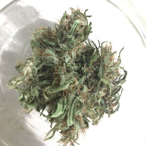 Derradeira growlog photo: Deu 5,5g fumei um fino para comparar antes e depois da cura. Limpei os buds um a um pois acabou pousando alguns pelos dos bichos.