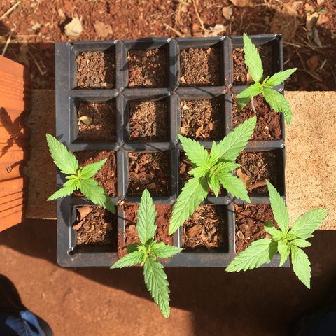 C2 growlog photo: Desenvolvimento do terceiro nó