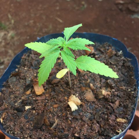 C2 growlog timeline photo