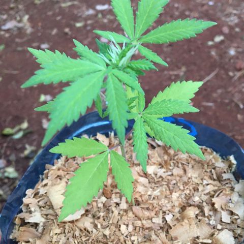 C2 growlog photo: Unica planta que apresenta cheiro