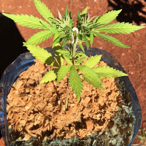 C2 growlog photo: LST e primeiros pestilios
