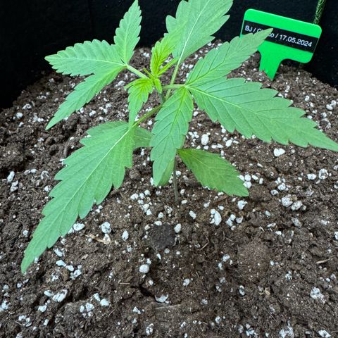 Choco Automatic growlog timeline photo