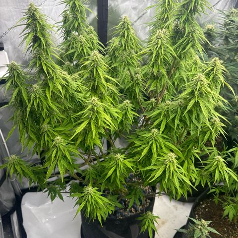 Durban Poison Auto 1 growlog photo: Prune?