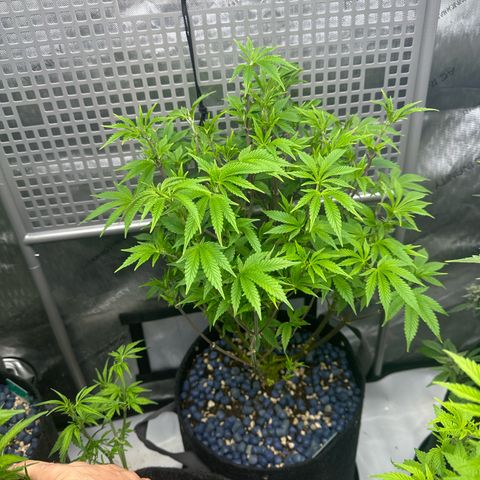 Gelato Sunrise 2 growlog photo: Finally growing. Pruned every big leaf but It looks like it’s recovering. 