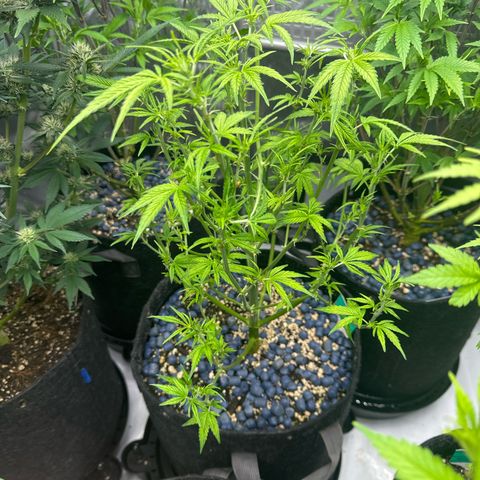 Blue Dream 1 growlog photo: Pruned way too much. Cut all big leafs off and it’s just starting to recover 