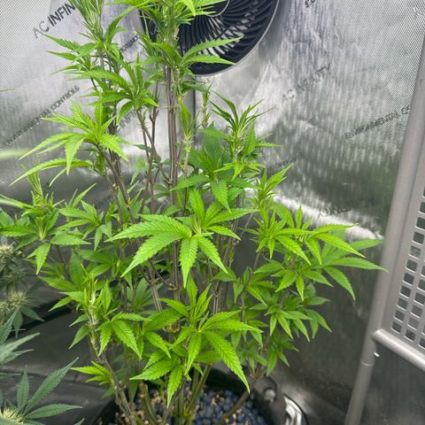 Gelato Sunrise 1 growlog timeline photo
