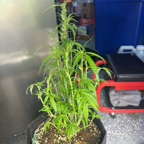 Mandarin Cookies V2 growlog timeline photo