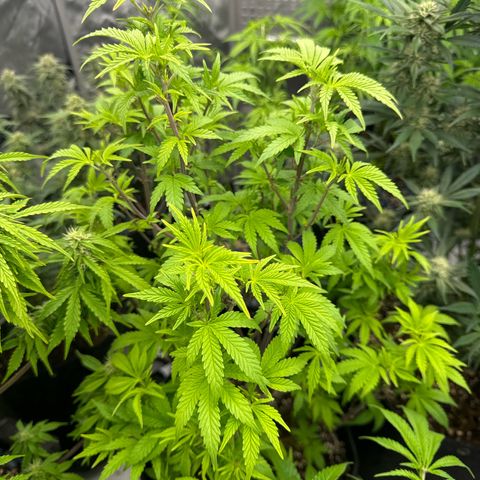 Mandarin Cookies V2 growlog timeline photo