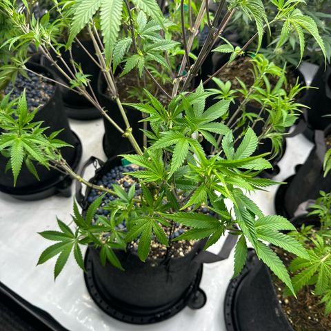 Gelato Sunrise 1 growlog timeline photo