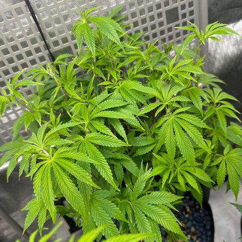 Gelato Sunrise 2 growlog timeline photo