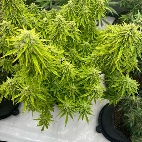 Durban Poison Auto 1 growlog timeline photo