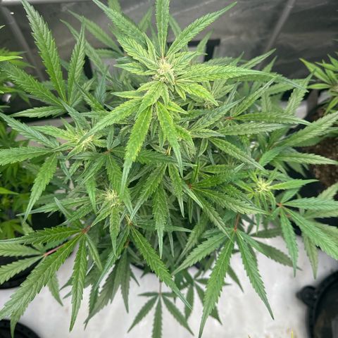 Blue Dream 1 growlog timeline photo