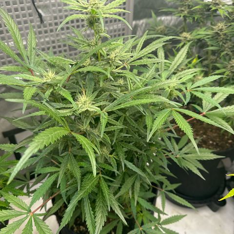 Blue Dream 1 growlog photo: Think this may need a trim???? 