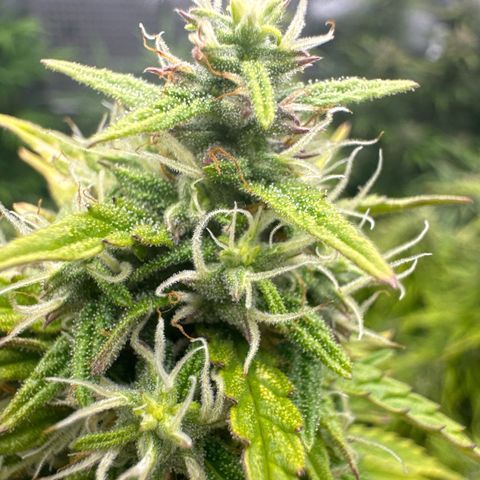 Durban Poison Auto 1 growlog timeline photo