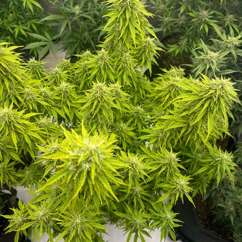 Durban Poison Auto 1 growlog timeline photo