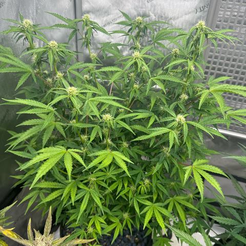 Blue Dream 1 growlog timeline photo