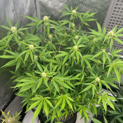 Blue Dream 1 growlog timeline photo