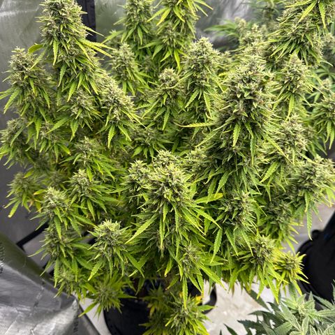 Durban Poison Auto 1 growlog timeline photo