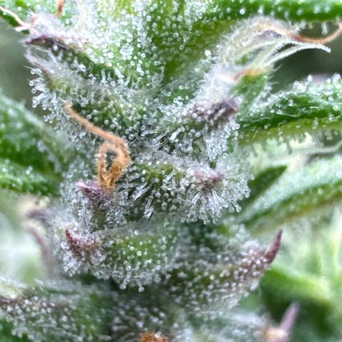 Durban Poison Auto 1 growlog timeline photo