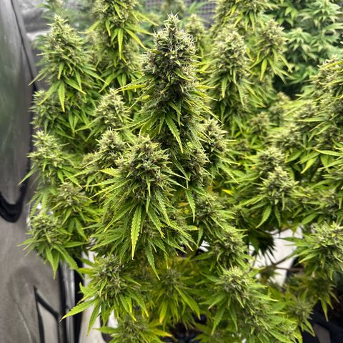 Durban Poison Auto 1 growlog timeline photo