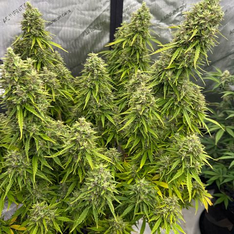 Durban Poison Auto 1 growlog timeline photo