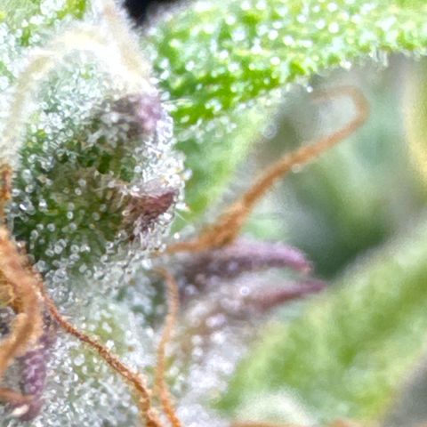 Durban Poison Auto 1 growlog timeline photo