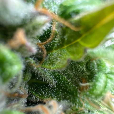 Durban Poison Auto 1 growlog timeline photo