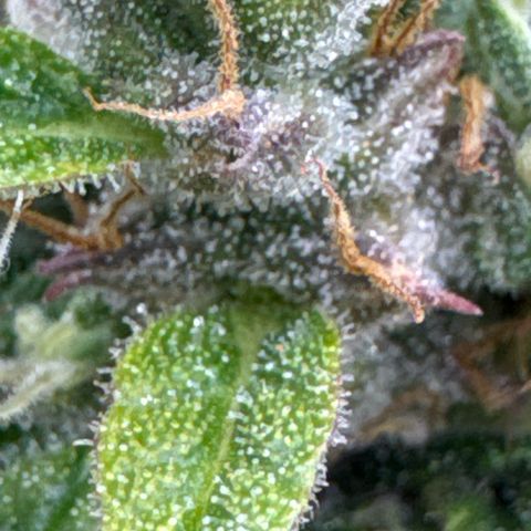 Durban Poison Auto 1 growlog timeline photo