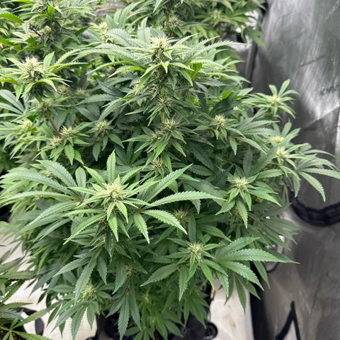 Gelato Sunrise 2 growlog photo: I may need to defoliate this one. 
