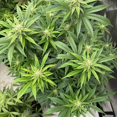 Gelato Sunrise 2 growlog photo: I may need to defoliate this one. 