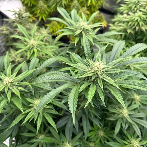 Gelato Sunrise 2 growlog photo: I may need to defoliate this one. 