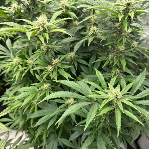 Gelato Sunrise 2 growlog photo: I may need to defoliate this one. 