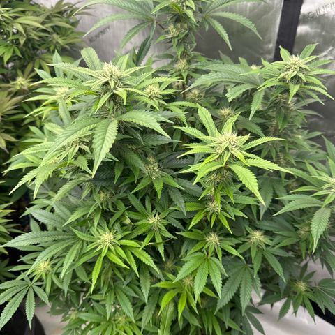 Gelato Sunrise 2 growlog photo: I may need to defoliate this one. 