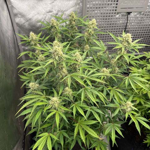 Blue Dream 1 growlog photo: For months I thought this plant would die. Looks like I made the right choice not junking It. It’s thriving now.