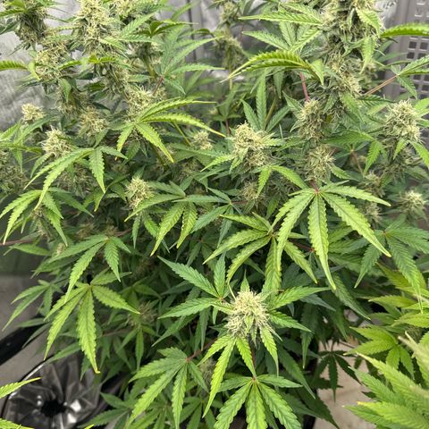 Blue Dream 1 growlog photo: For months I thought this plant would die. Looks like I made the right choice not junking It. It’s thriving now.