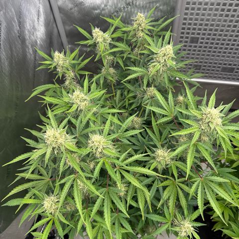 Blue Dream 1 growlog photo: For months I thought this plant would die. Looks like I made the right choice not junking It. It’s thriving now.