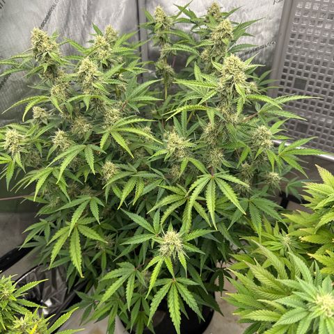 Blue Dream 1 growlog photo: For months I thought this plant would die. Looks like I made the right choice not junking It. It’s thriving now.