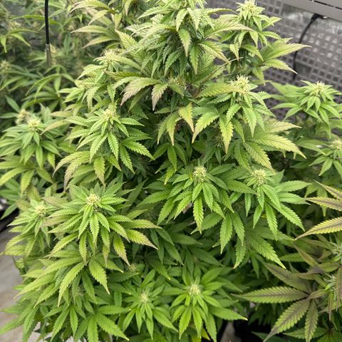 Mandarin Cookies V2 growlog photo:  Need some help with this one. It looks like it’s stunted. It’s not growing as fast or as big as some of the other plants. The tips are a little bit purple on some leaves. And it looks very bushy, maybe I need to defoliate this one as well?