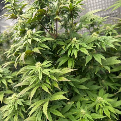 Mandarin Cookies V2 growlog photo:  Need some help with this one. It looks like it’s stunted. It’s not growing as fast or as big as some of the other plants. The tips are a little bit purple on some leaves. And it looks very bushy, maybe I need to defoliate this one as well?