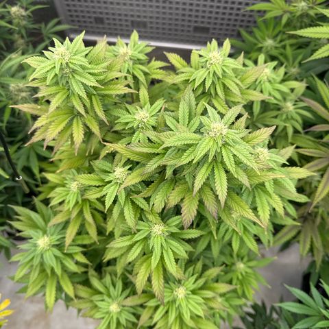 Mandarin Cookies V2 growlog photo:  Need some help with this one. It looks like it’s stunted. It’s not growing as fast or as big as some of the other plants. The tips are a little bit purple on some leaves. And it looks very bushy, maybe I need to defoliate this one as well?