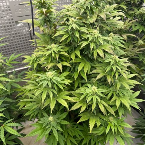 Mandarin Cookies V2 growlog photo:  Need some help with this one. It looks like it’s stunted. It’s not growing as fast or as big as some of the other plants. The tips are a little bit purple on some leaves. And it looks very bushy, maybe I need to defoliate this one as well?
